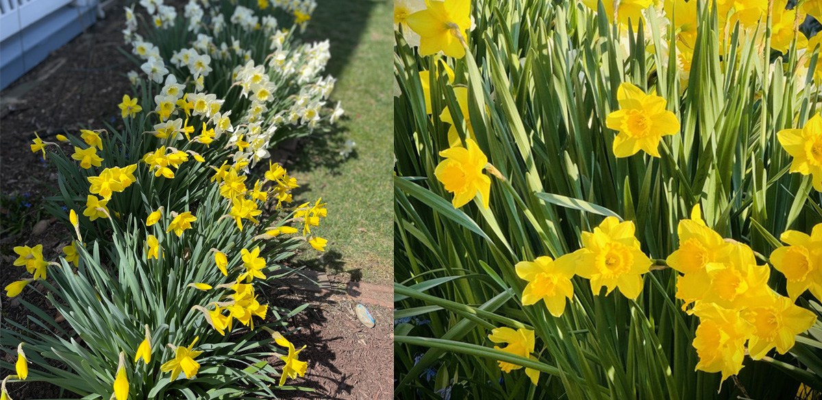 Daffodils growing in a front yard