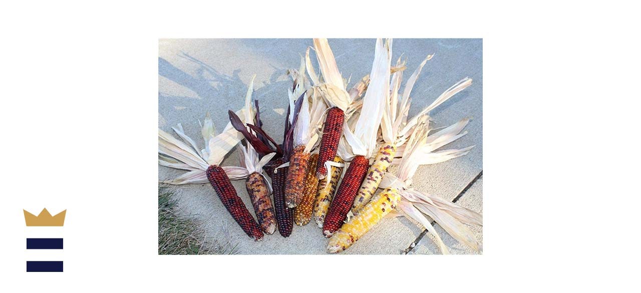 CCC Mini Decorative Corn