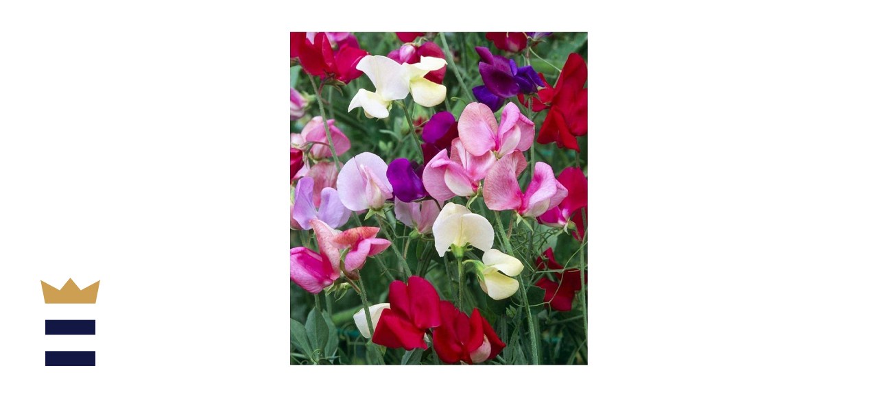 Earthcare Seeds Fragrant Sweet Peas Seeds