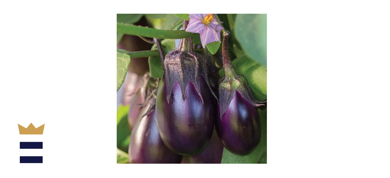 Burpee Patio Baby Eggplant Seeds 30 seeds