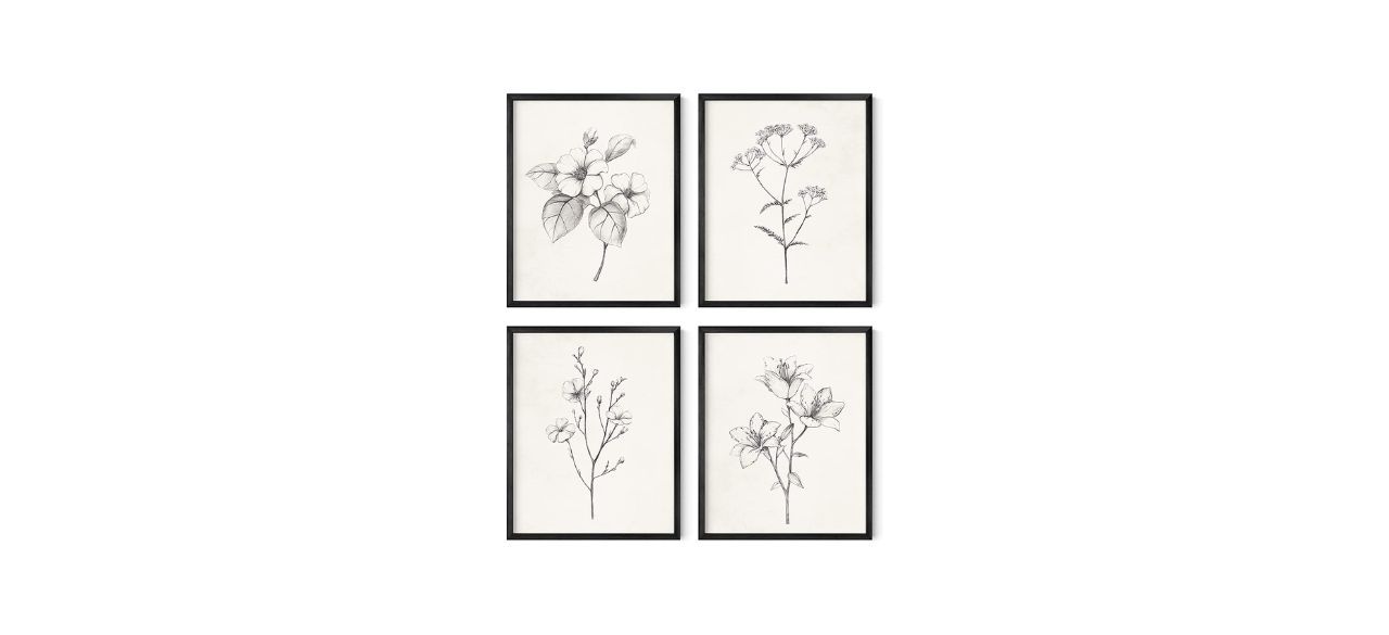 Four framed pencil drawings of flowers. The frame is black.