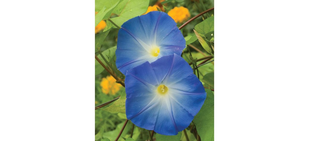 Burpee Morning Glory Heavenly Blue