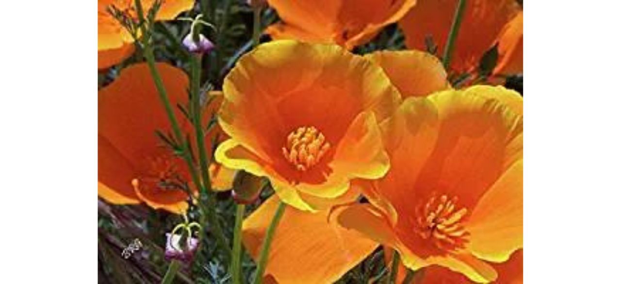 Seeds2Go Orange California Poppy Seeds