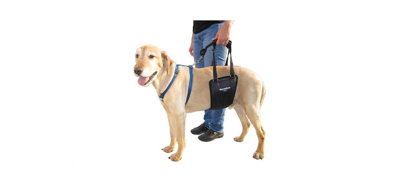 Gingerlead support harness best sale