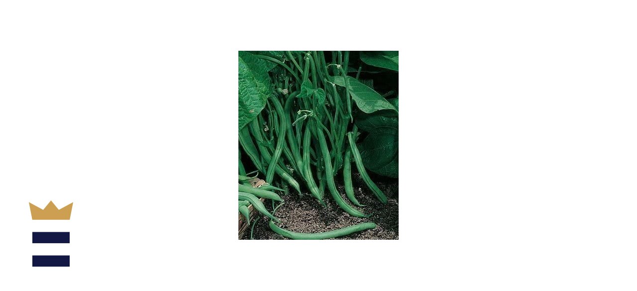 David's Garden Seeds Bean Bush Contender