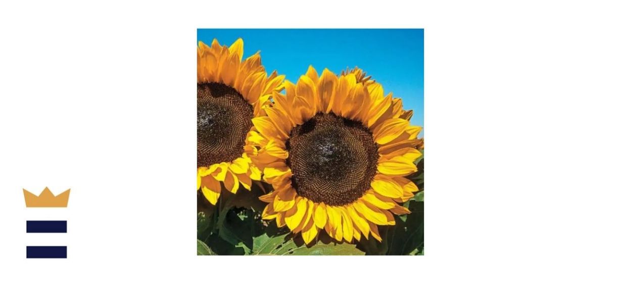 Gurney’s Procut Orange Hybrid Sunflower Seeds (25-Seed Packet)