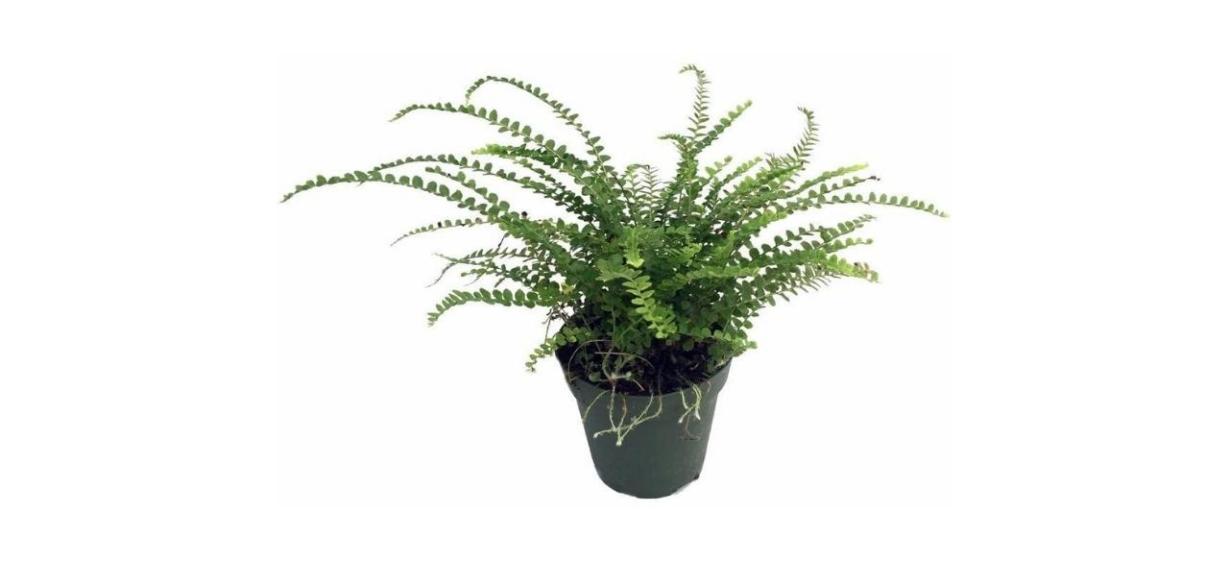 Hirt's Gardens Lemon Button Fern