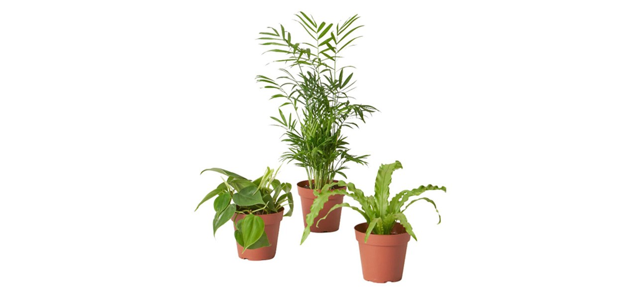 Best The Sill Plant Parent Set