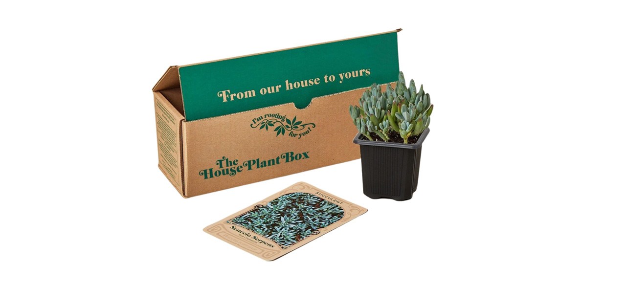 Best Cratejoy House Plant Box Succulent Box