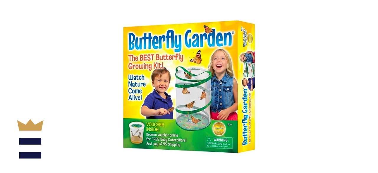 Insect Lore BH Butterfly Growing Kit