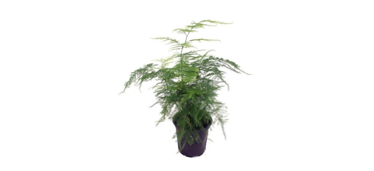 JM Bamboo Fern Leaf Plumosus Asparagus Fern