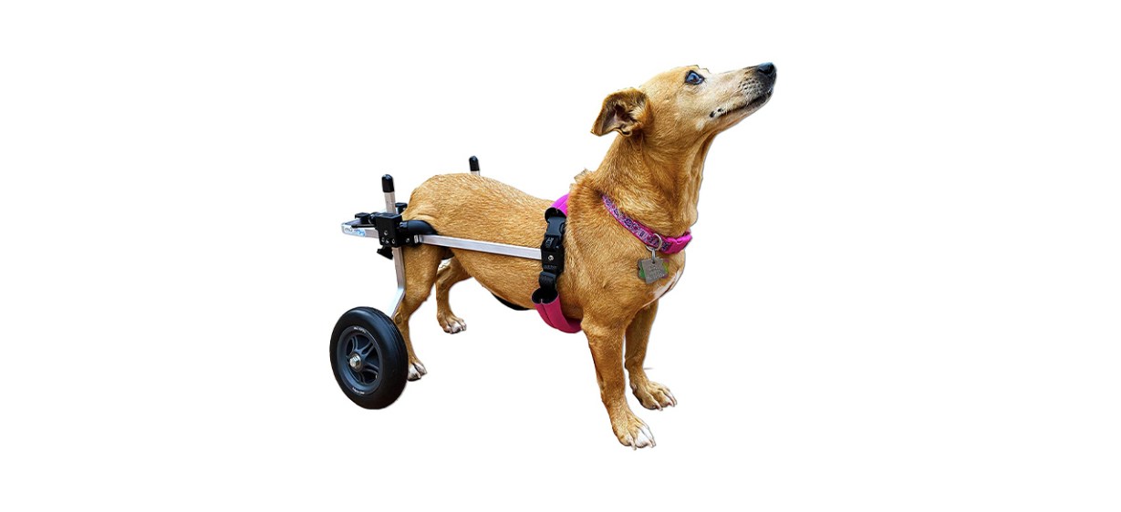 K9 Carts Dog Wheelchair