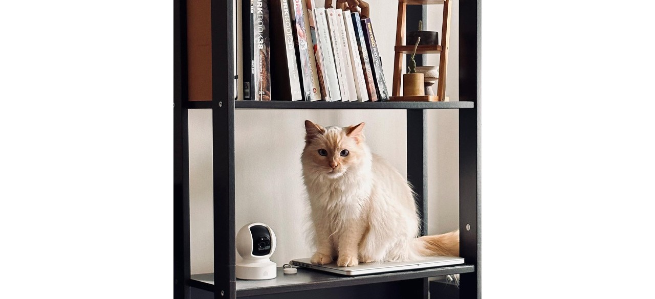 Kasa Indoor Security Camera on bookshelf next to cat