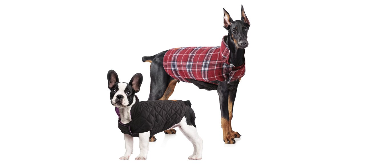Two dogs wearing Kuoser Cozy Waterproof Windproof Reversible Dog Vest on white background