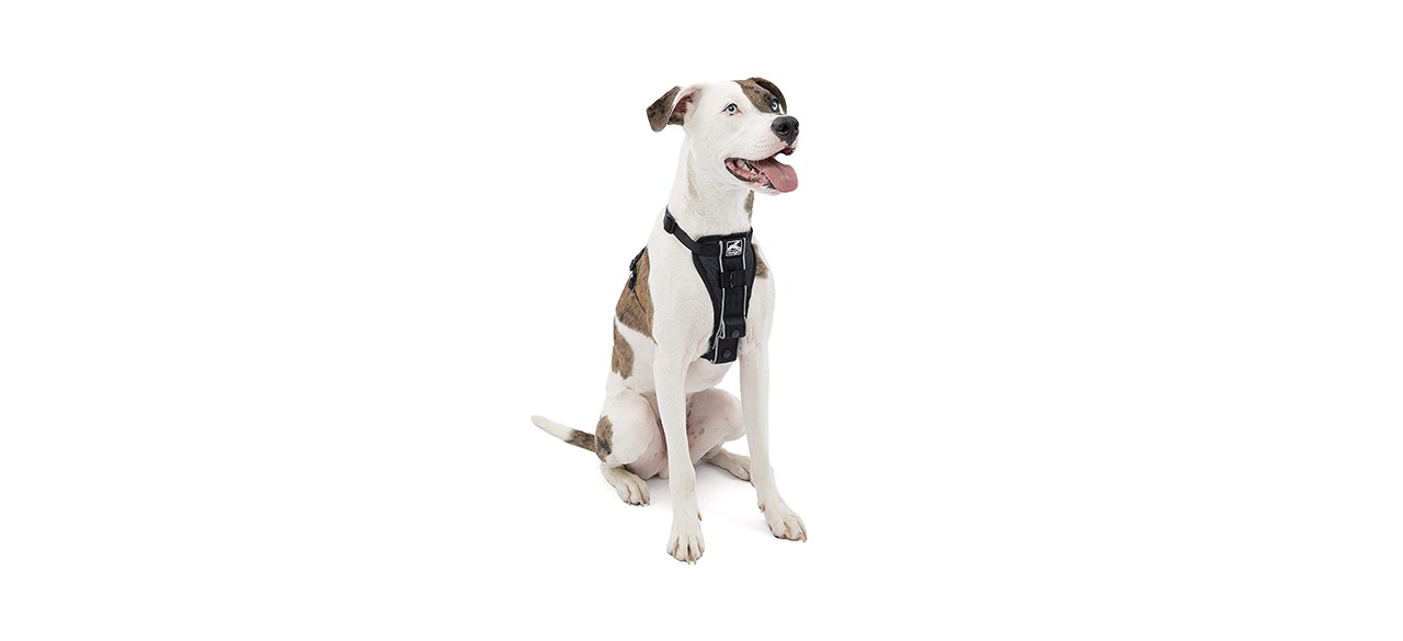 Kurgo Tru-Fit No Pull Dog Harness