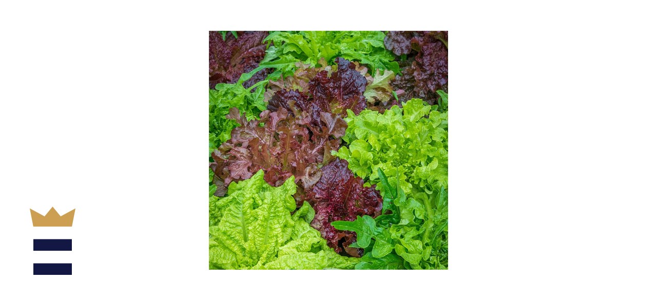 Burpee Looseleaf Blend Lettuce Seeds 