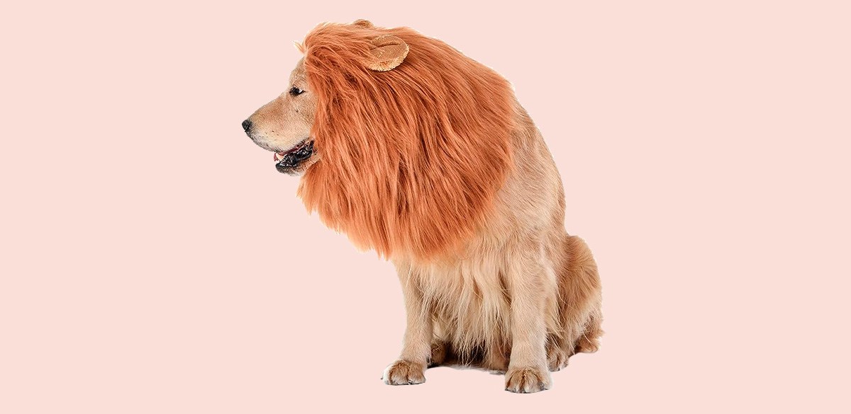 Best Lion Mane Costume for Dogs Best Lion Mane Costume for Dogs