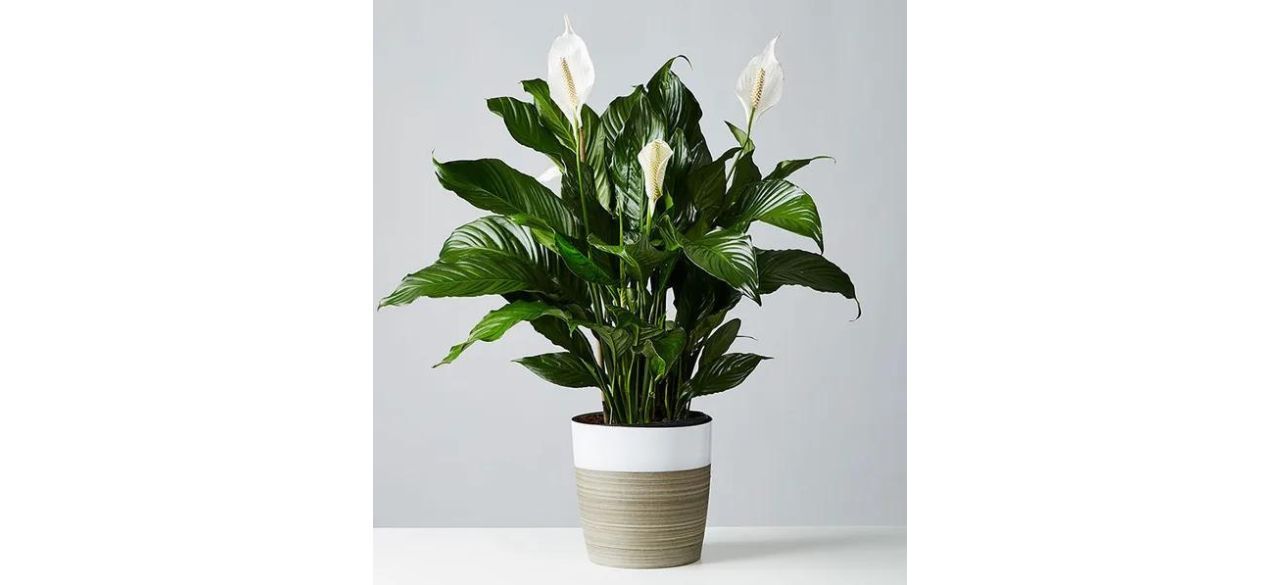 1-800 Flowers Calming Peace Lily Plant