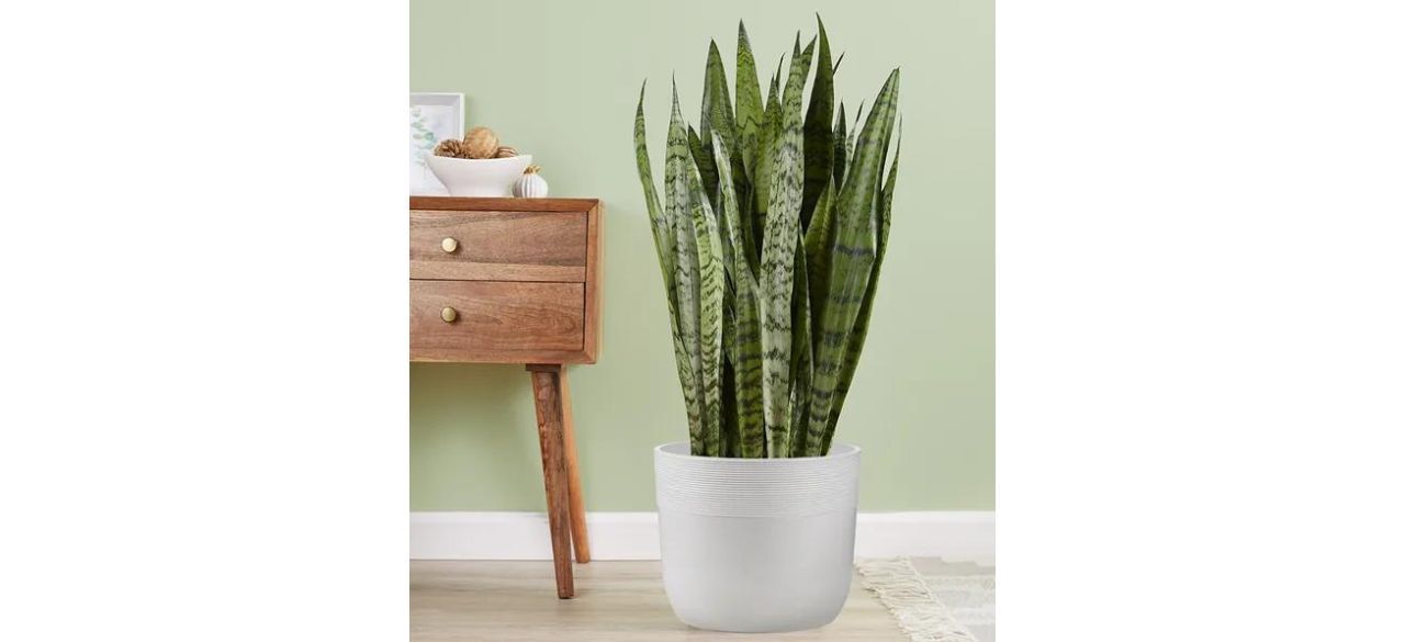 1-800 Flowers Snake Plant