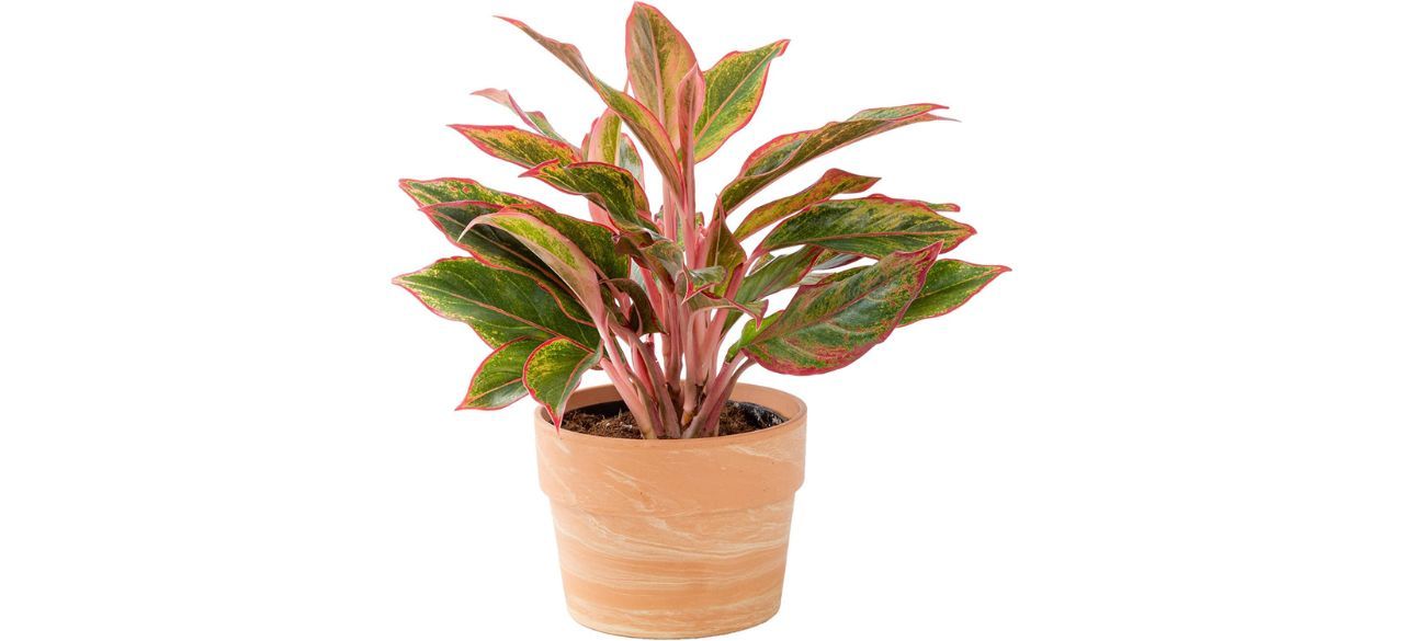 Costa Farms Aglaonema Chinese Evergreen