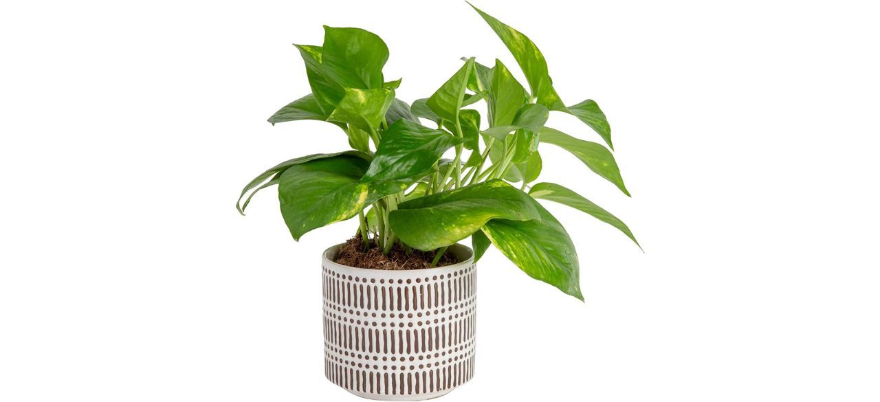 Costa Farms Easy Care Devils Ivy