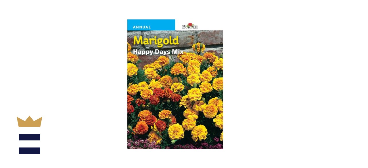 Burpee French Happy Days Mix Marigolds 