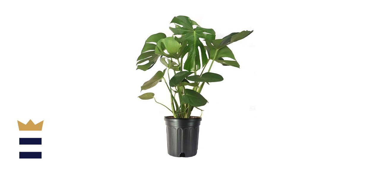 American Plant Exchange Split Leaf Philodendron Monstera Deliciosa Live Plant