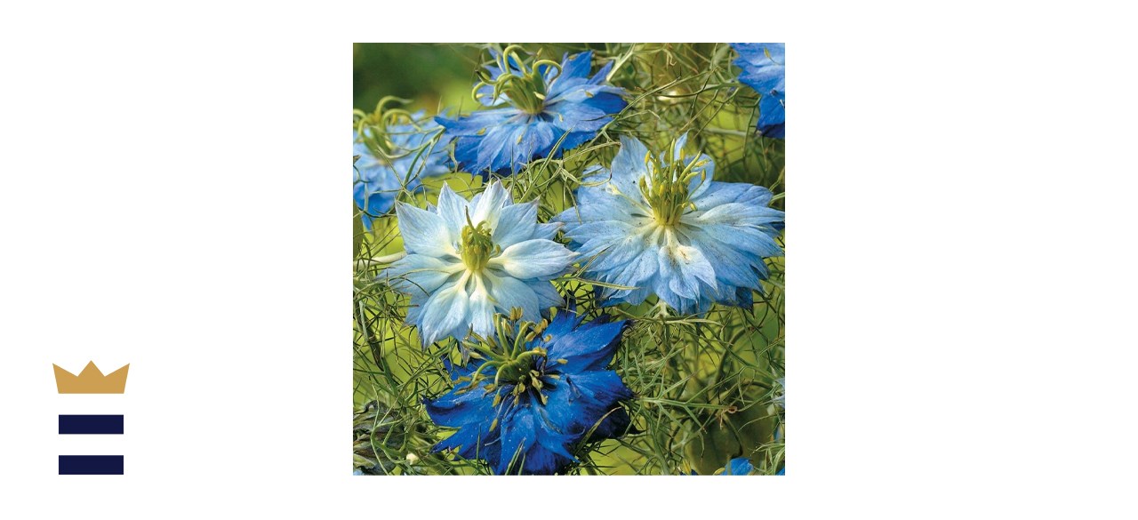 Dirt Goddess Super Seeds Non-GMO Love in a Mist Flower Seeds