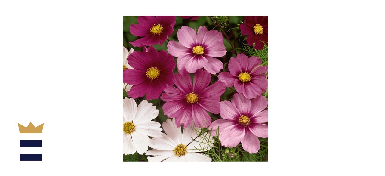 Outsidepride Cosmos Flower Seed Mix