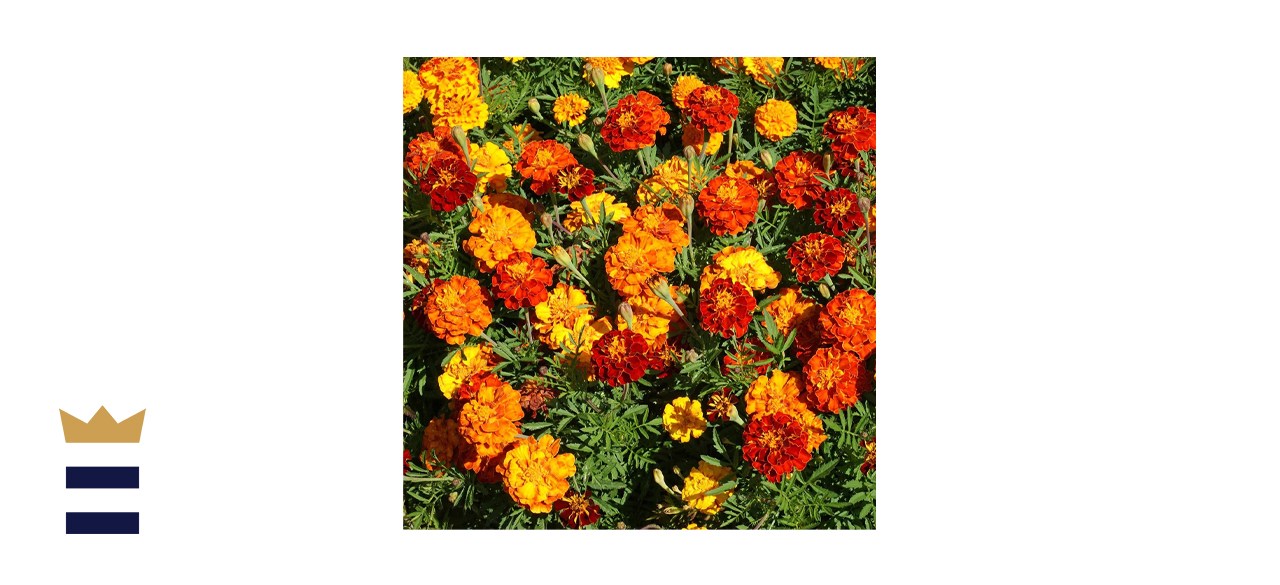 Outsidepride Marigold Flower Seed Mix