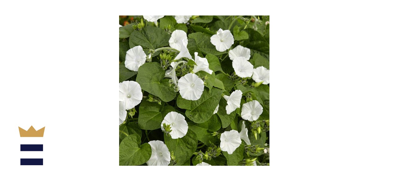 Outsidepride Moonflower Plant Flower Seeds