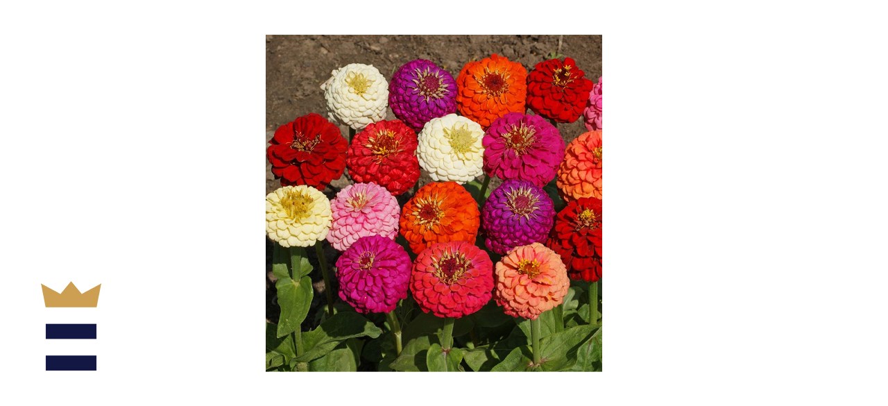 Outsidepride Zinnia Elegans Flower Seed Mix