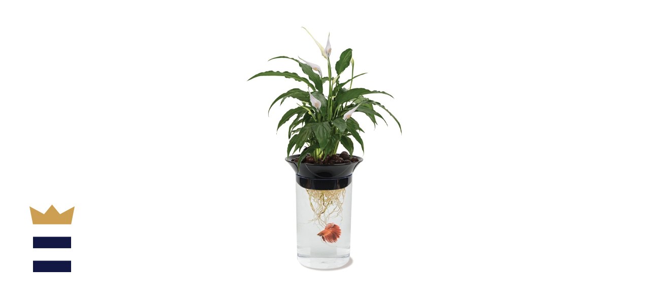 Penn Plax Aquaponic Betta Fish Tank