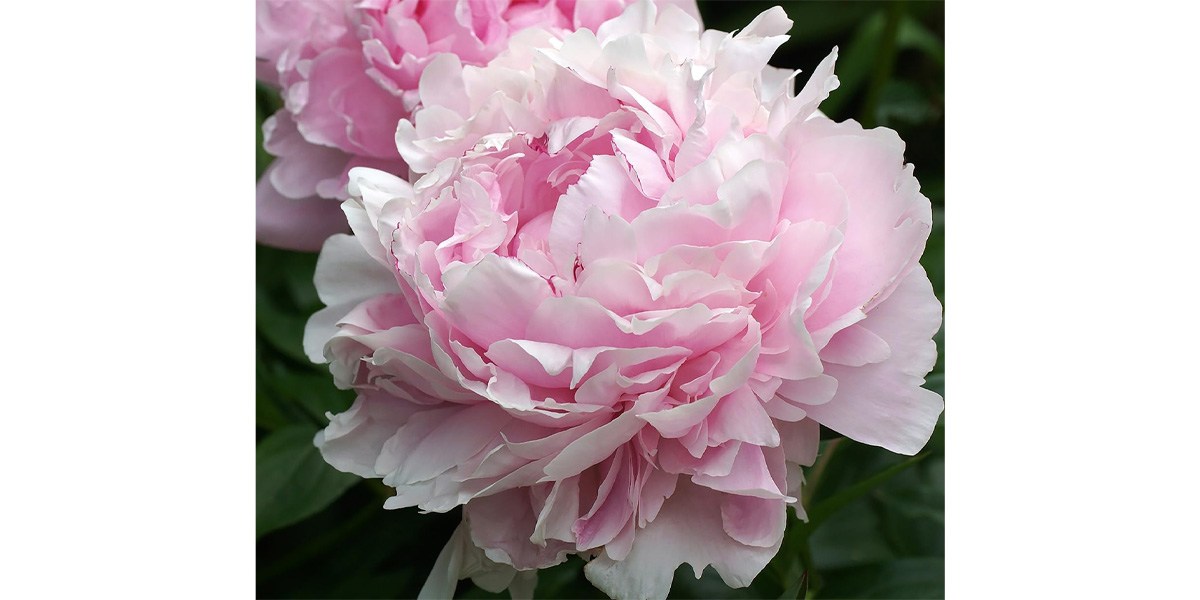 Peony on a white background