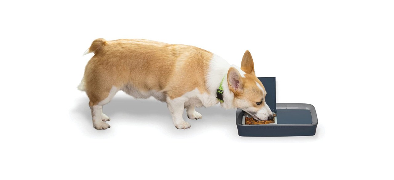 Blitz clearance dog feeder