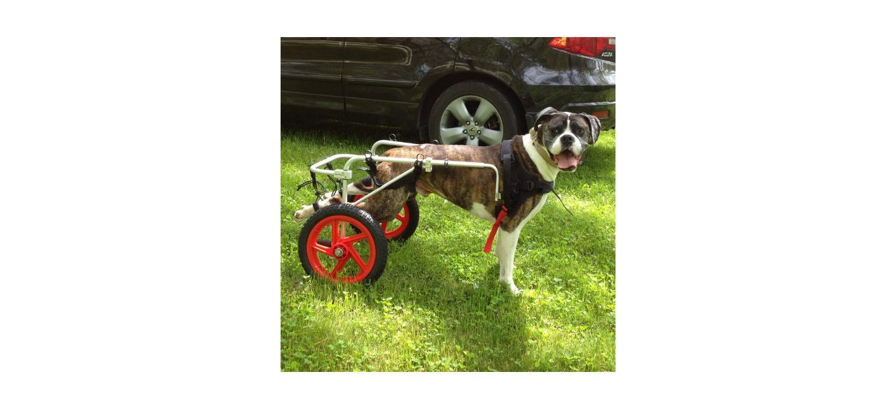 Best Friend Mobility Dog Wheelchair