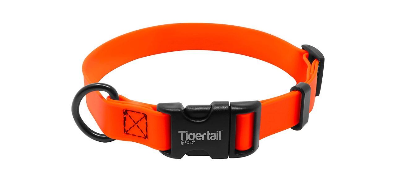 Tiger Tail Urban Nomad Dog Collar