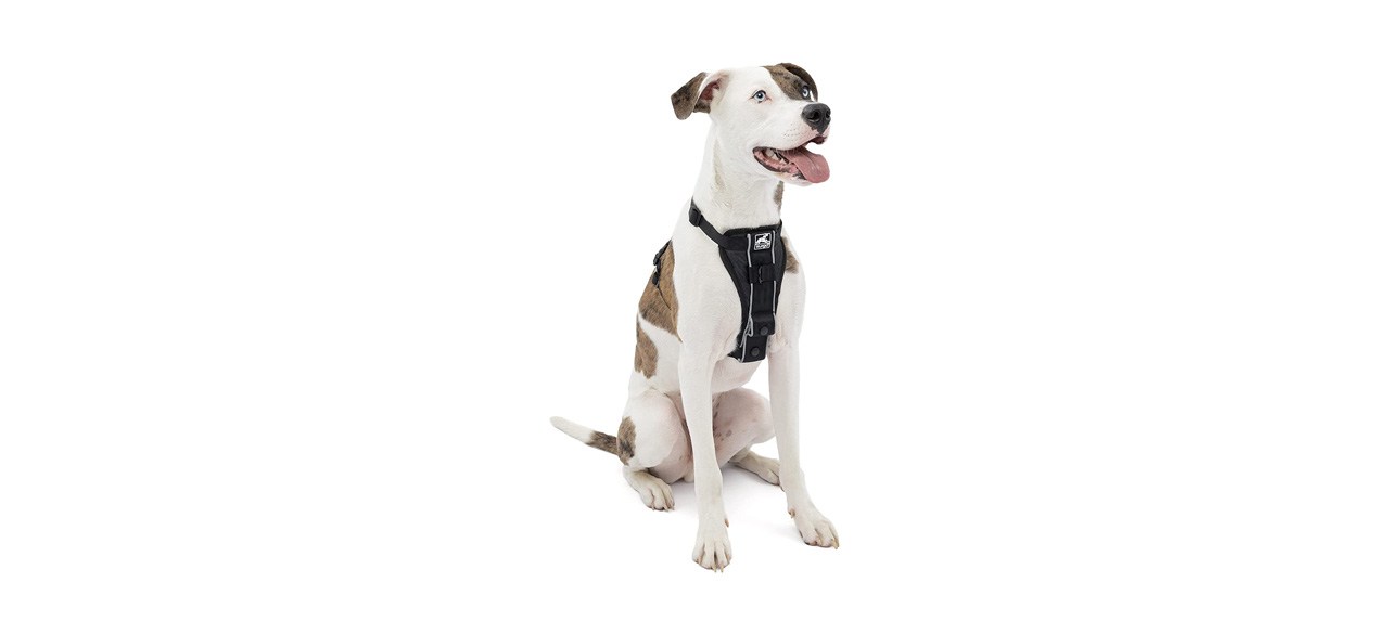 Best Kurgo Dog Harness