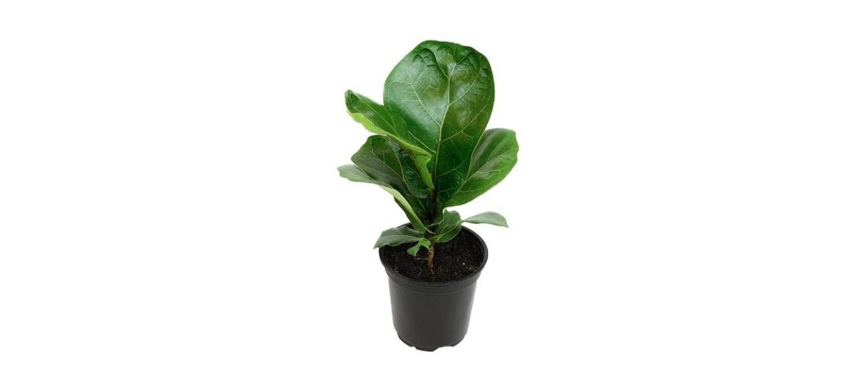 Plants For Pets Fig Trees Live Plants