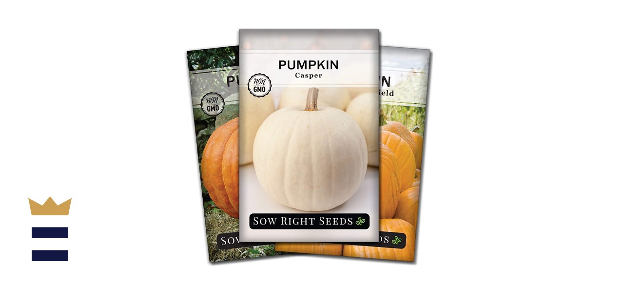 Sow Right Seeds - Pumpkin Seed Collection for Planting