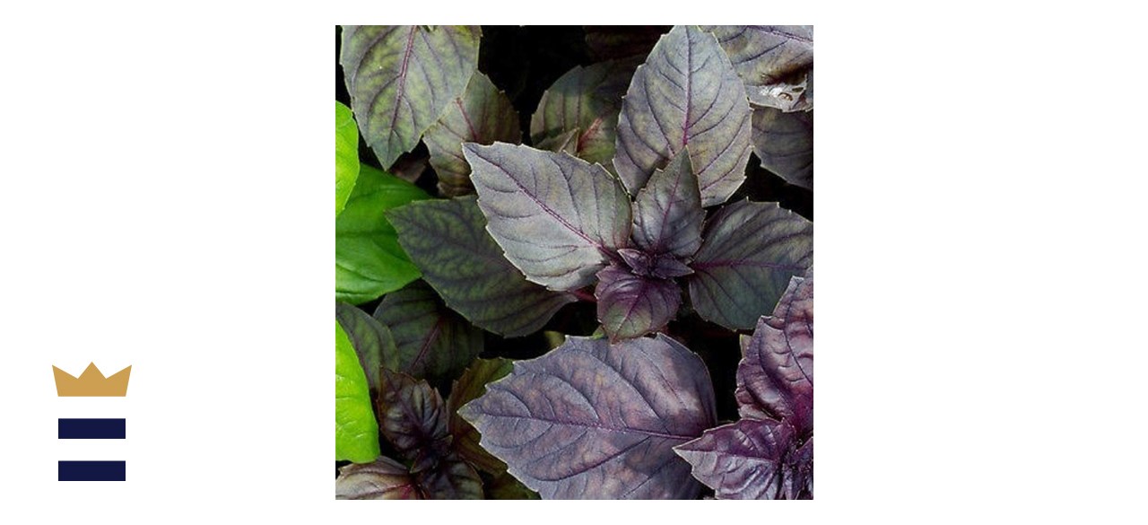 Country Creek Acres Red Rubin Basil