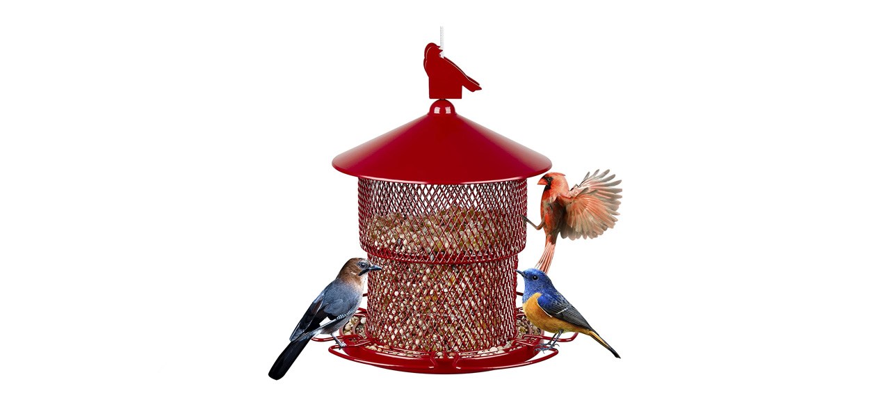 Rexgo Bird Feeder