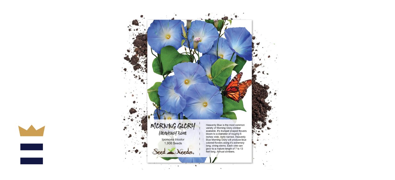  Seed Needs Heavenly Blue Morning Glory Seeds