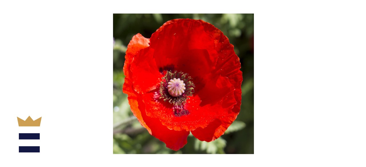  Seed Needs Red Poppy Seeds B019WDYTIO