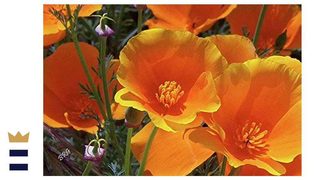 Seeds2Go Orange California Poppy Seeds