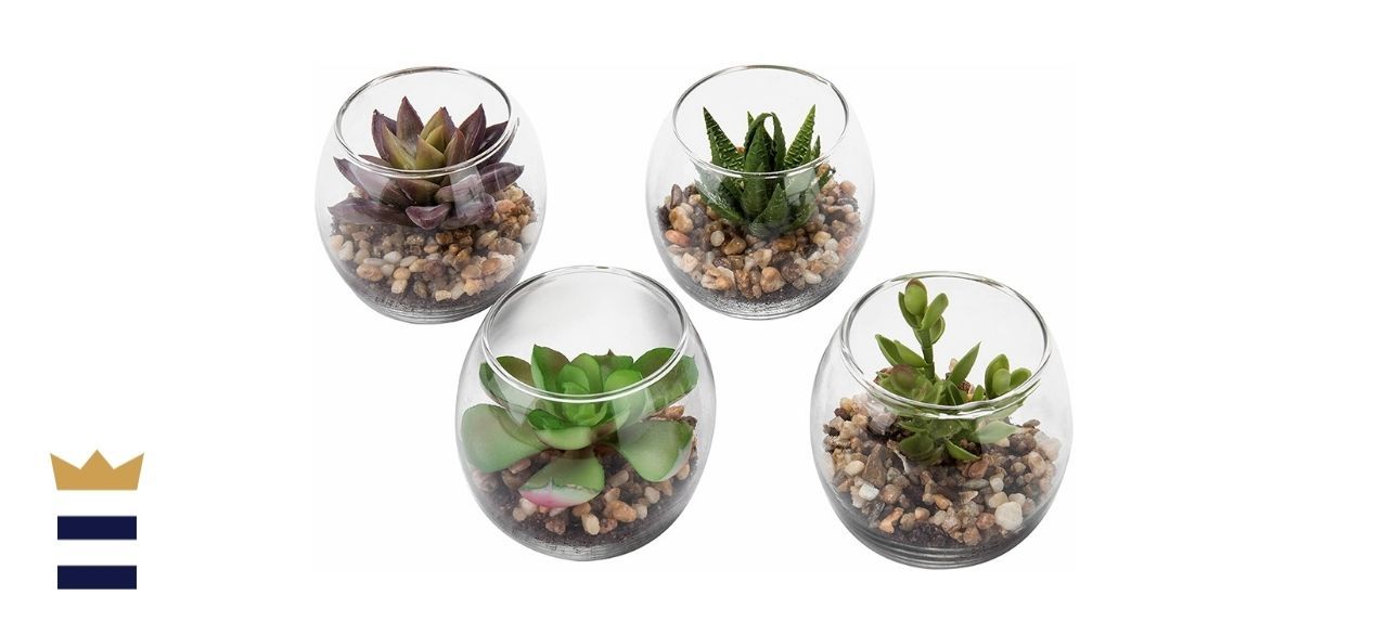 Set of 4 Succulent Plant Glass Display Vases