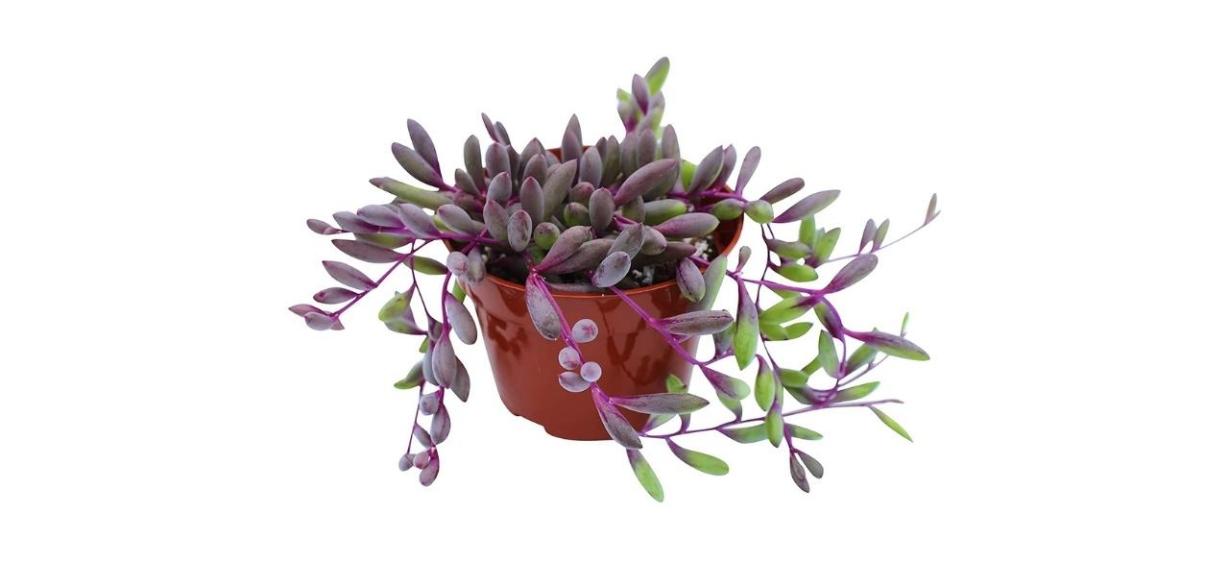 Succulent Cult Live Succulent 4-inch Othonna Capensis Ruby Necklace