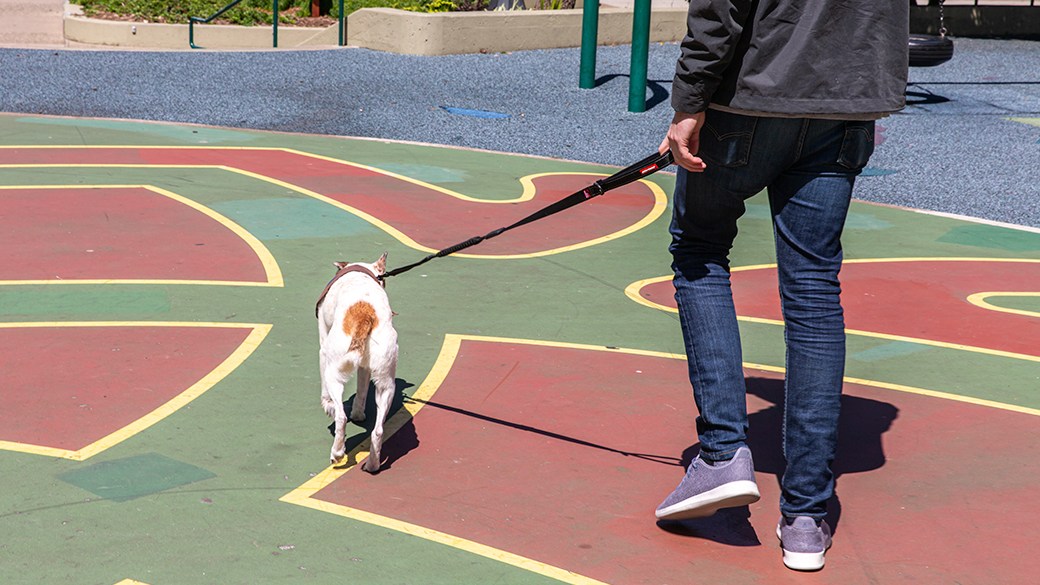 The 10 best dog leashes