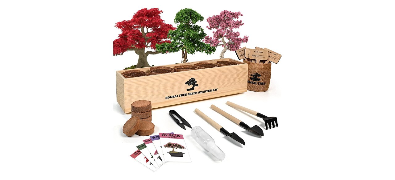 Best Meekear Bonsai Tree Kit with Complete Growing Starter Kit