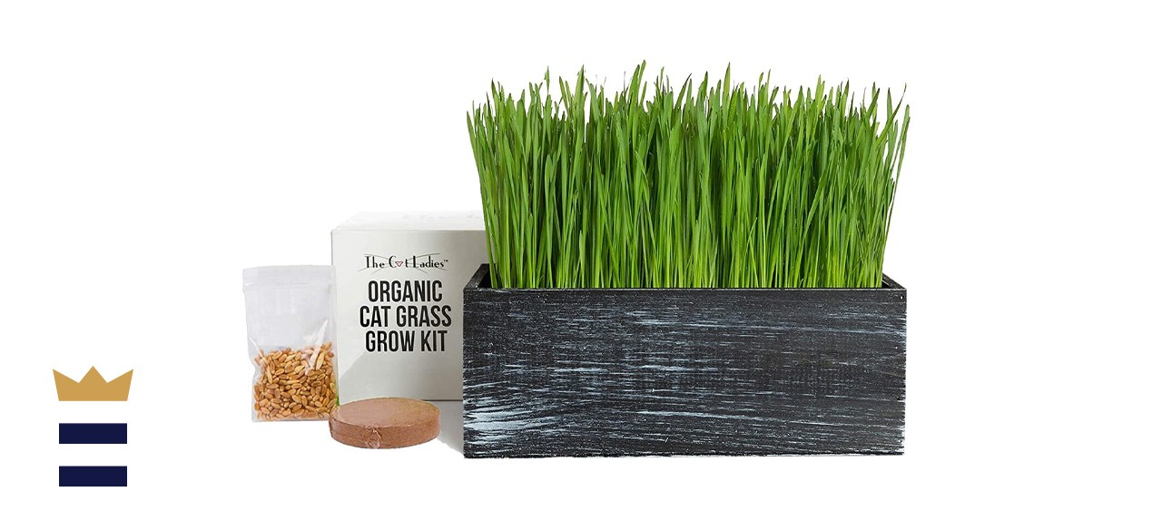 The Cat Ladies Cat Grass Growing Kit